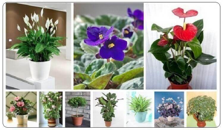 10 растений, которые принесут в ваш дом счастье и любовь