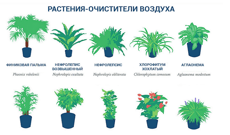 НАСА опубликовала список самых лучших растений-очистителей воздуха