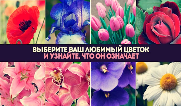 Тест: Выберите цветок и узнайте о себе кое-что интересное