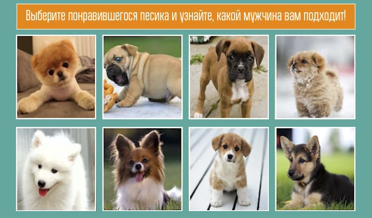 Какой мужчина для вас идеальный?Выберите песика и узнайте!