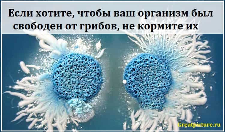 Если хотите, чтобы ваш организм был свободен от грибов, не кормите их