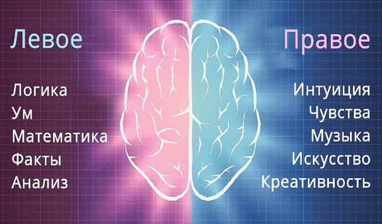 Какое полушарие твоего мозга доминирует?Пройдите тест!