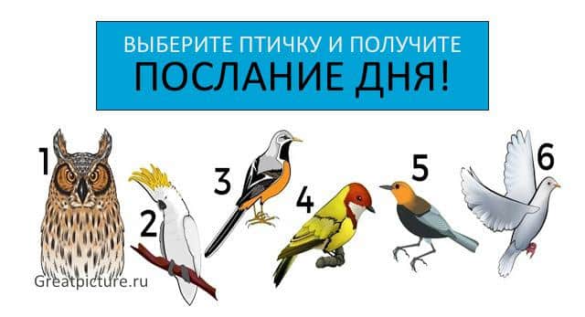Тест. Выберите птичку и получите послание дня!!
