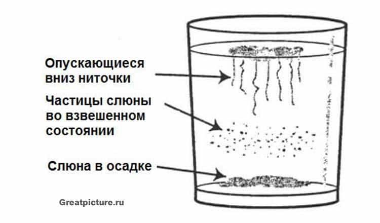 Домашний тест на наличие грибка кандида в организме и способы лечения дисбаланса