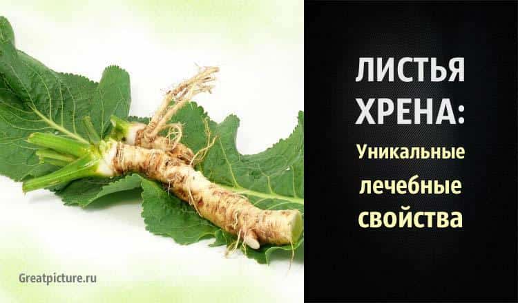 Листья хрена: уникальные лечебные свойства и рецепты