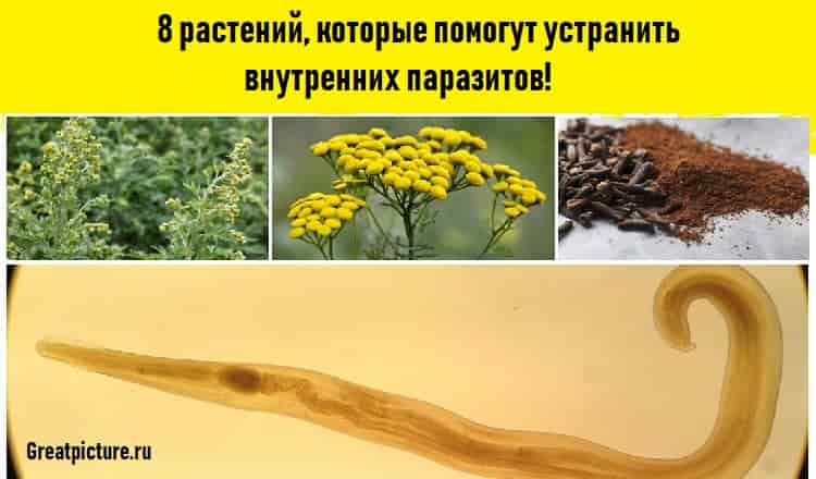 8 растений, которые помогут устранить внутренних паразитов!