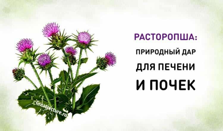 Расторопша: природный дар для печени и почек. Применяем!