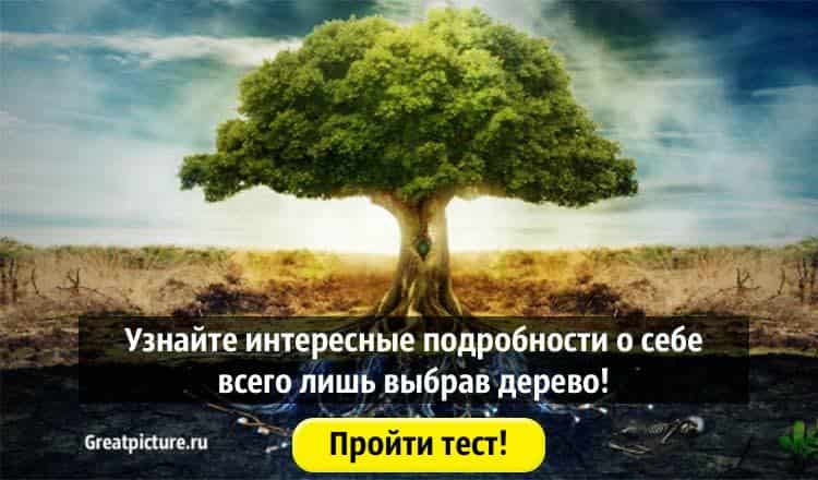 Выбирайте дерево и живите. Выбери дерево и узнай о себе.