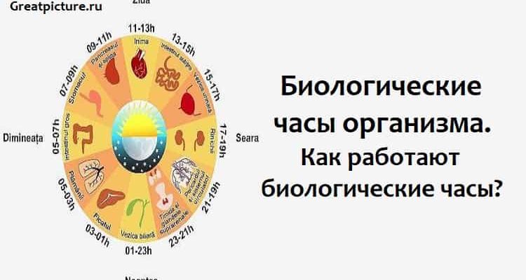 Биологические часы организма.Как работают биологические часы?