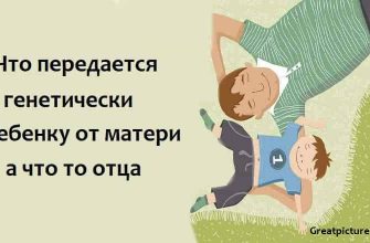 Что передается генетически ребенку от матери а что то отца