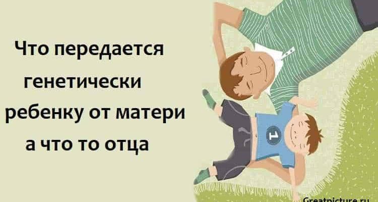 Что передается генетически ребенку от матери а что то отца