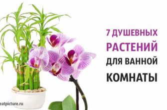 7 душевных растений для ванной комнаты. Неприхотливая красота!