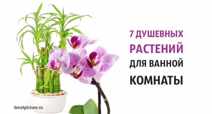 7 душевных растений для ванной комнаты. Неприхотливая красота!