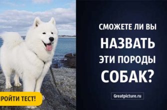 Тест. Сможете ли вы называть эти породы собак? Попробуйте!