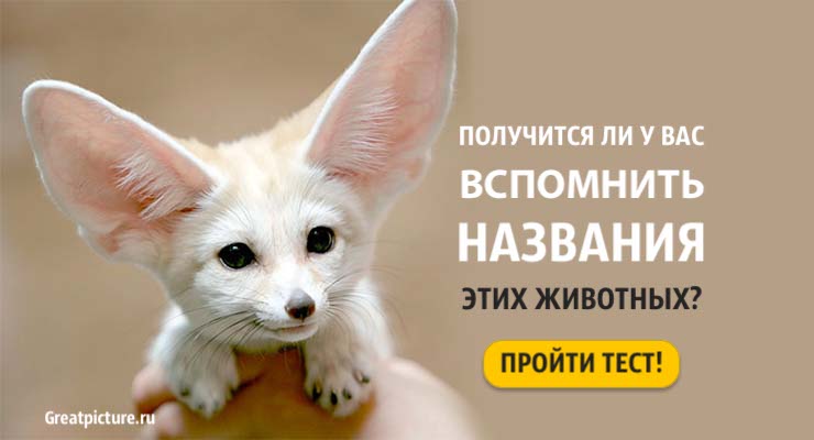 Тест. Получится ли у вас вспомнить названия этих животных?