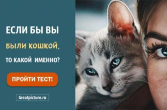 Тест. Если бы вы были кошкой, то какой именно?