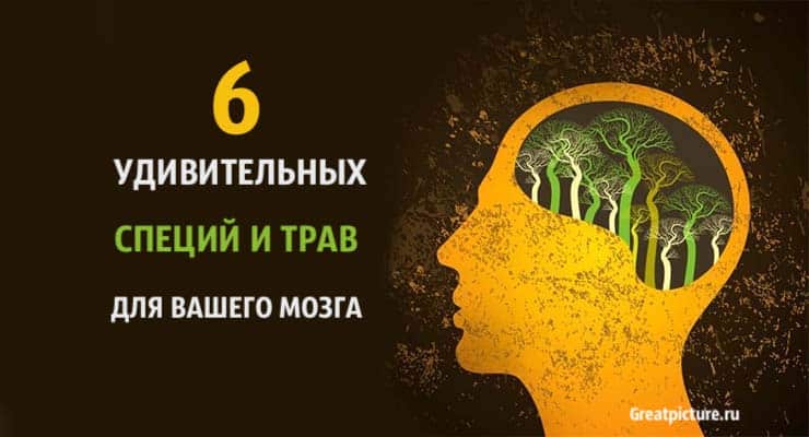 6 удивительных специй и трав для здоровье вашего мозга