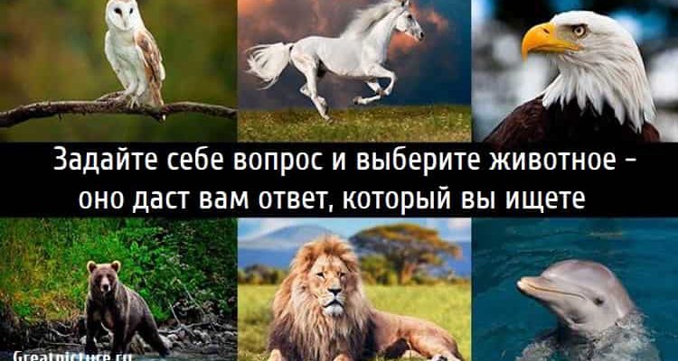 Задайте себе вопрос и выберите животное - оно даст вам ответ, который вы ищете