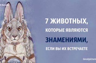 7 животных, которые являются знамениями, если вы их встречаете.