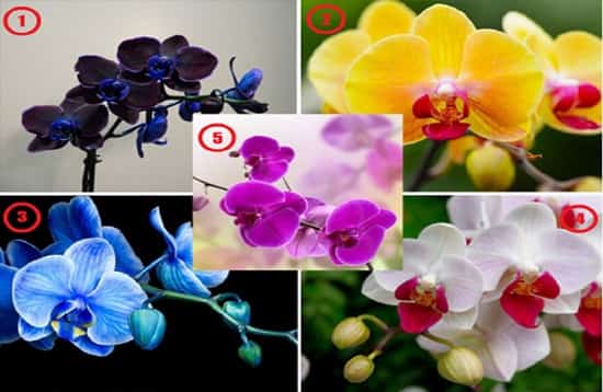 Выберите орхидею и узнайте, какое послание она для вас несет