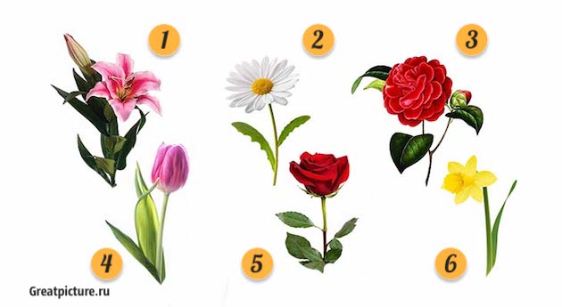 Тест. Ваш любимый цветок раскроет подробности о вашей личной жизни1