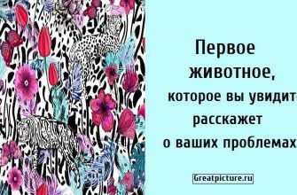 Первое животное, которое вы увидите, расскажет о ваших проблемах