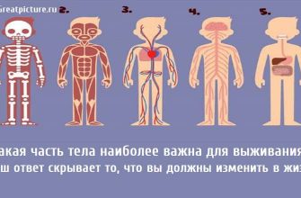 Какая часть тела наиболее важна для выживания? Ваш ответ скрывает то, что вы должны изменить в жизни.