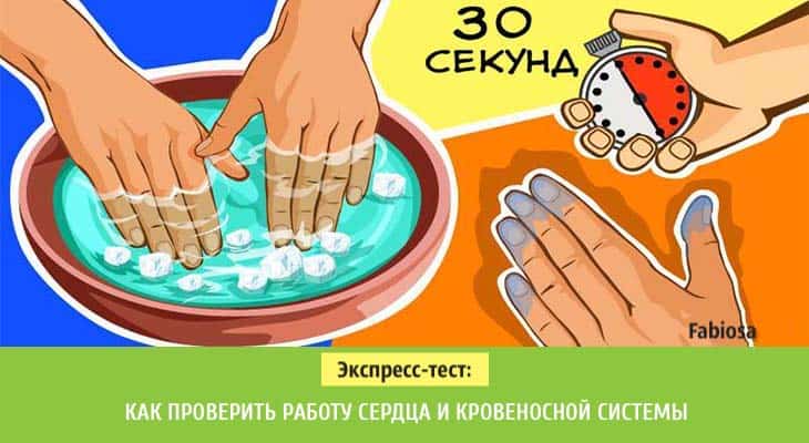 Как проверить работу сердца и кровеносной системы