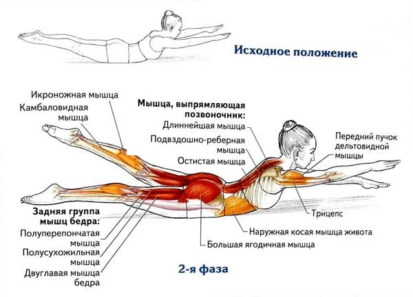 8 упражнений для укрепления спины, здоровье, упражнения для спины, Омолаживающие упражнения