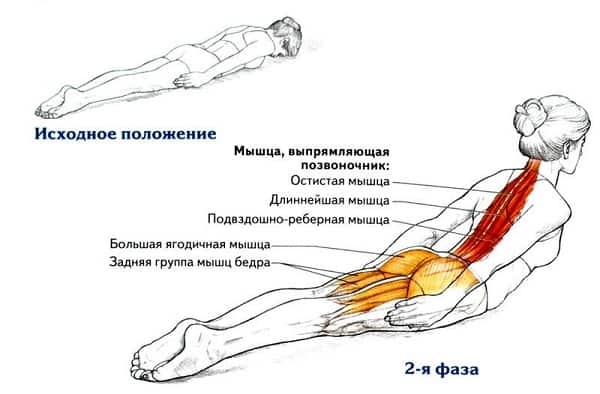 8 упражнений для укрепления спины, здоровье, упражнения для спины, Омолаживающие упражнения