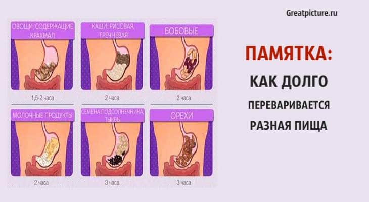 как долго переваривается разная пища