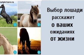 Выбор лошади расскажет о ваших ожиданиях от жизни, тест картинка, психологические тесты,