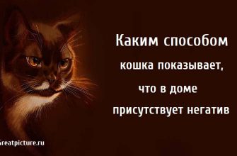 кошка показывает что в доме присутствует негатив . кошки, негативная энергия дома,