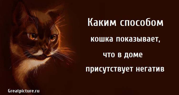 кошка показывает что в доме присутствует негатив . кошки, негативная энергия дома,