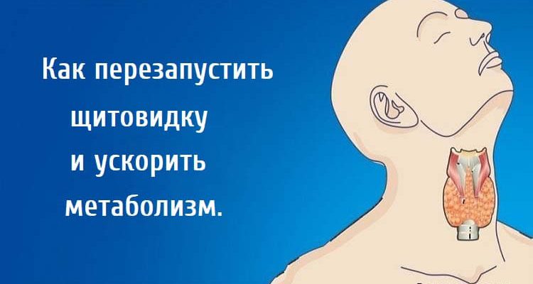 Как перезапустить щитовидку, цитовидка, как ускорить сжигание жира, как ускорить метаболизм,