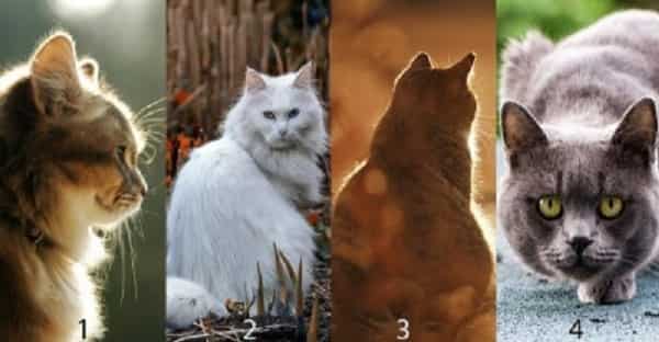 выбранная кошка укажет на сильные стороны вашего характера , тест на характер, тест личности, личностный тест,