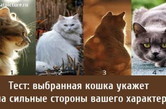 выбранная кошка укажет на сильные стороны вашего характера , тест на характер, тест личности, личностный тест,