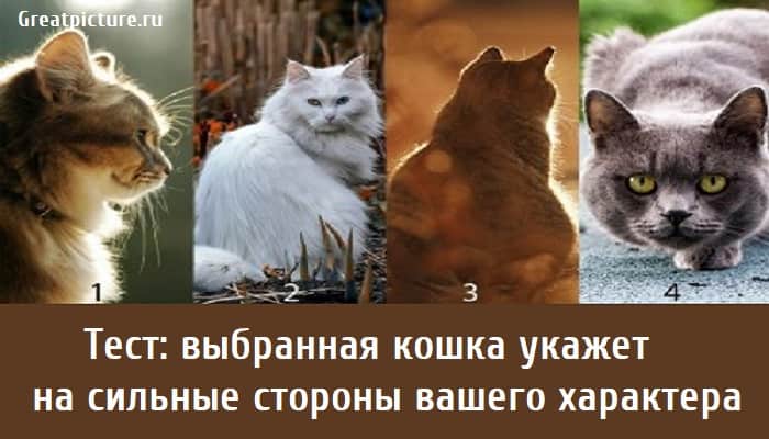 выбранная кошка укажет на сильные стороны вашего характера , тест на характер, тест личности, личностный тест,