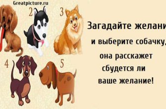 Загадайте желание и выберите собачку, тест на желание, тест картинка, тест желание онлайн,