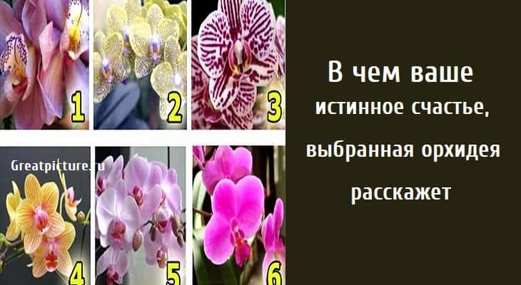 В чем ваше истинное счастье, тест на счастье, тест картинка, психологические тесты,